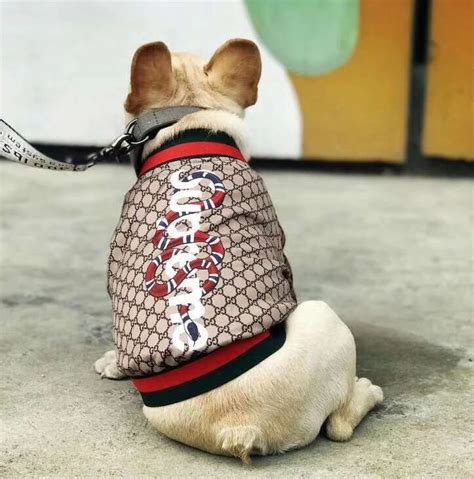 gucci dog sweatshirt|small gucci dog collar.